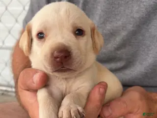 Labrador Retriever dogs Lime Green Female - Ad 27