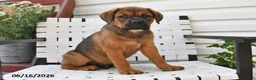 Mixed Breed dogs for sale: King - Ad 4