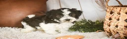 Havanese dogs for sale: Levi - Ad 7