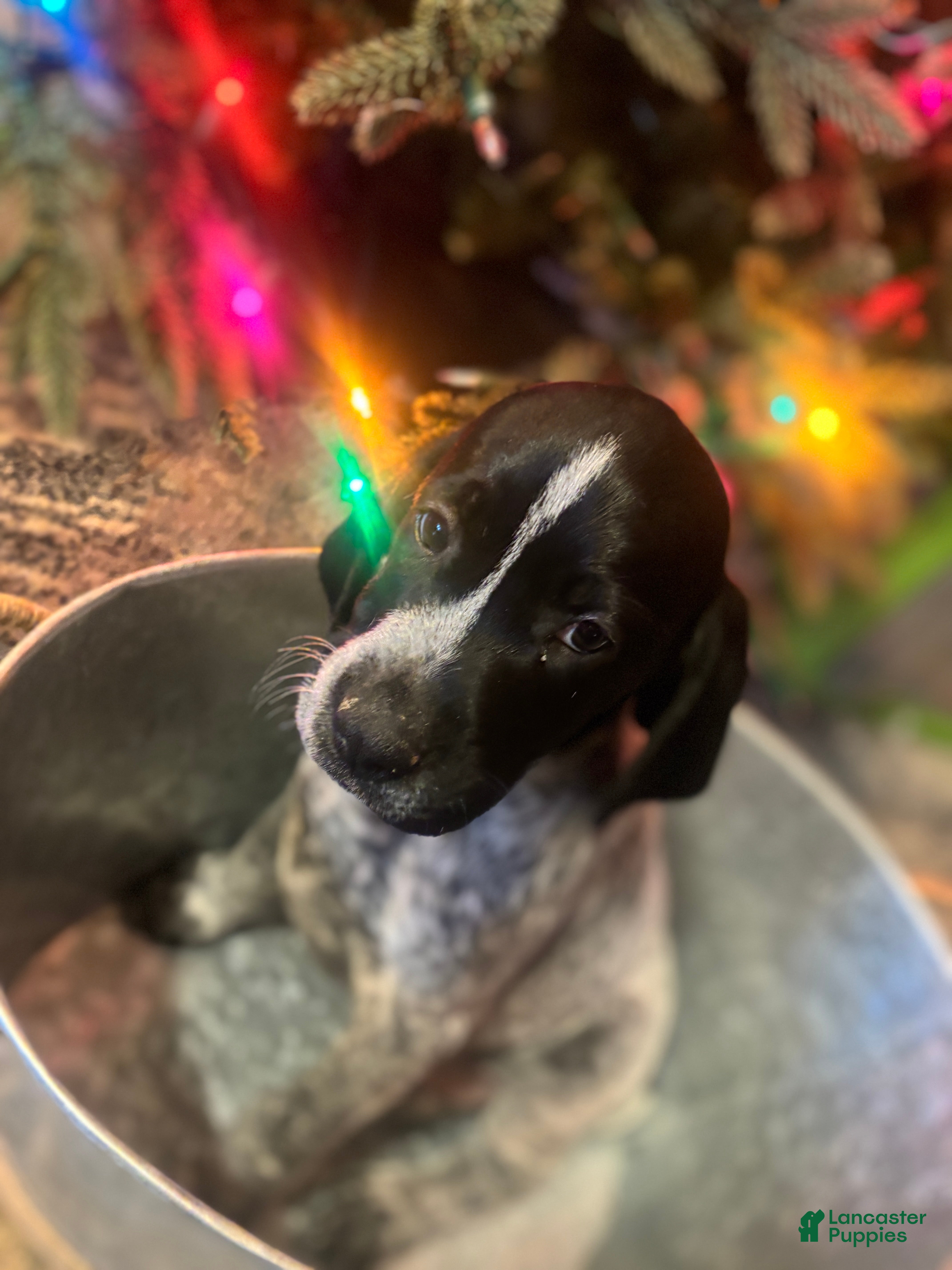 German Shorthaired Pointer dogs German Shorthaired Pointer Puppy 1 - Ad 22