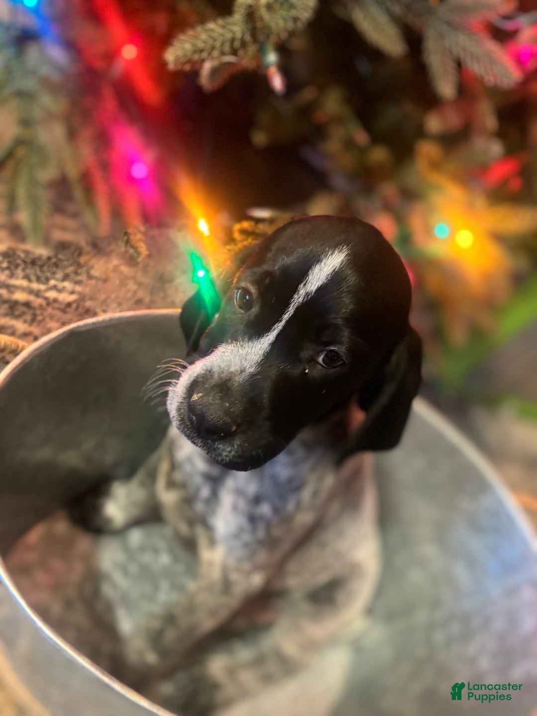 German Shorthaired Pointer dogs for sale: German Shorthaired Pointer Puppy 1 - Ad 1