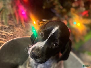 German Shorthaired Pointer dogs German Shorthaired Pointer Puppy 1 - Ad 41