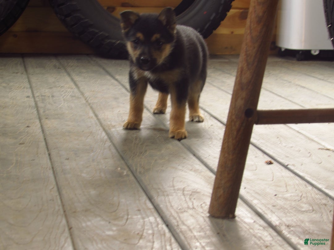 Mixed Breed dogs for sale: Kenya - Ad 2