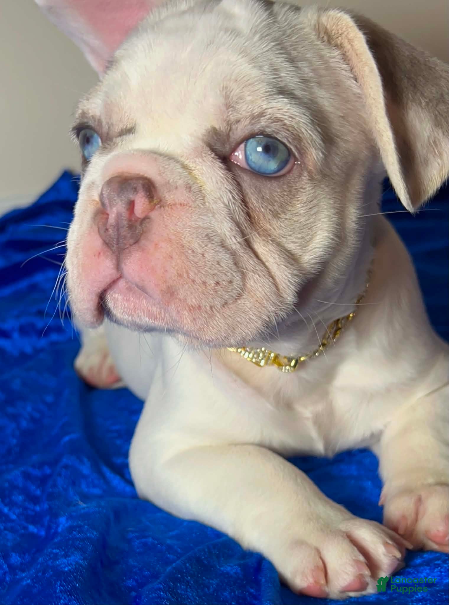 French Bulldog dogs French Bulldog 1 - Ad 2