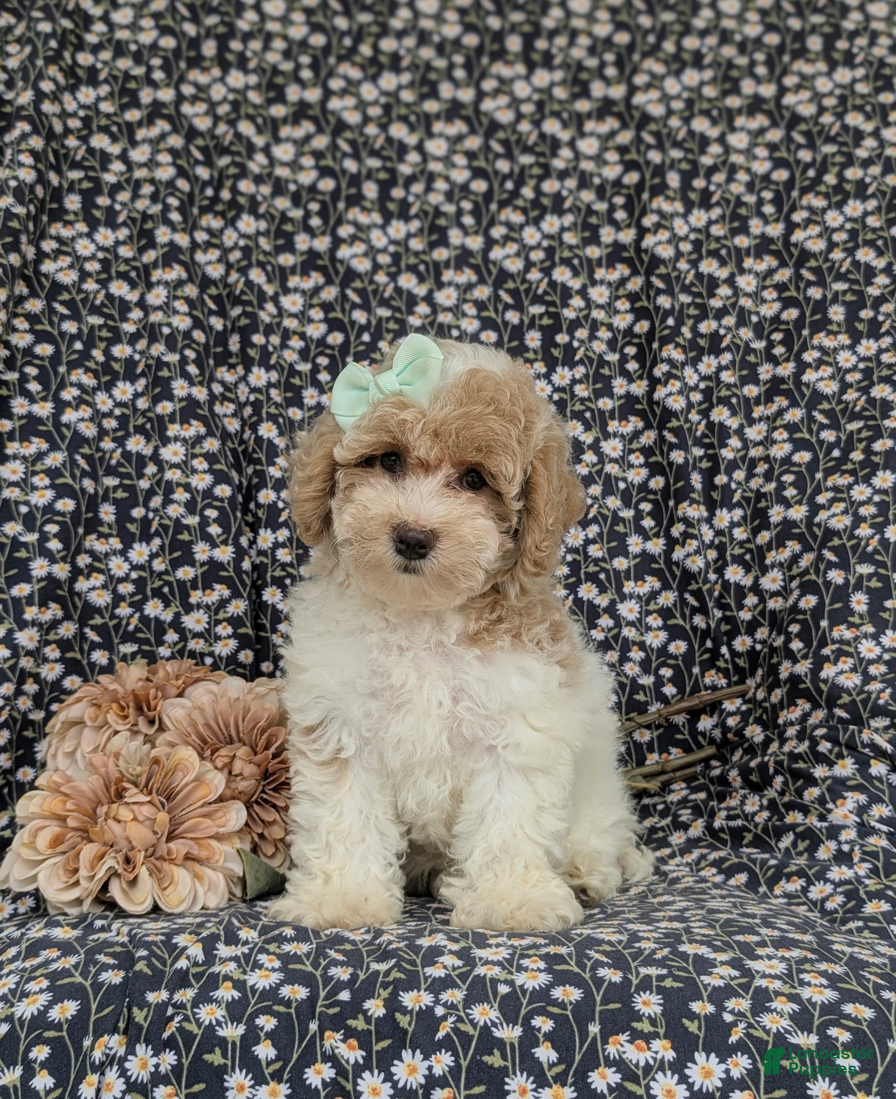 Bichpoo dogs Suzette Hypoallergenic - Ad 2