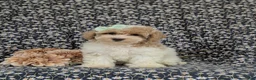 Bichpoo dogs for sale: Suzette Hypoallergenic - Ad 2