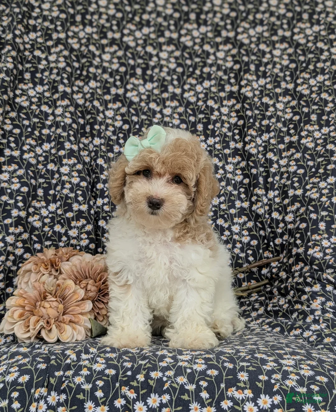 Bichpoo dogs for sale: Suzette Hypoallergenic - Ad 2