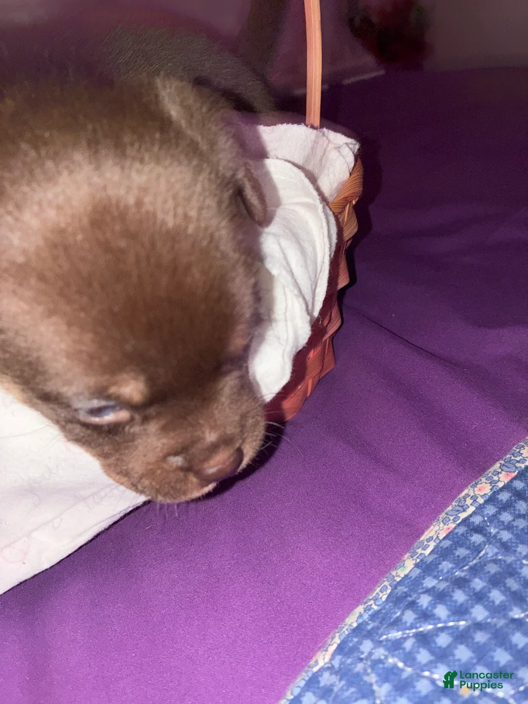 Mixed Breed dogs for sale: Shadow  - Ad 11