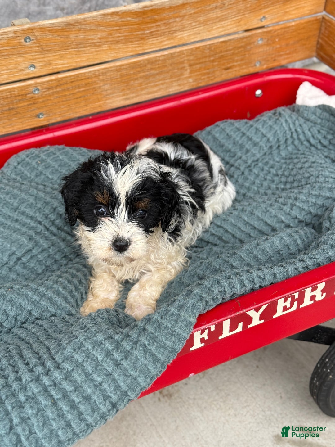 Cavapoo dogs for sale: Arlo - Ad 48