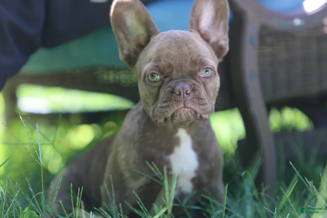 French Bulldog dogs for sale: French Bulldog 3 - Ad 8