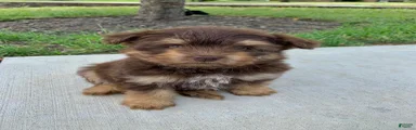 Mixed Breed Puppy 3