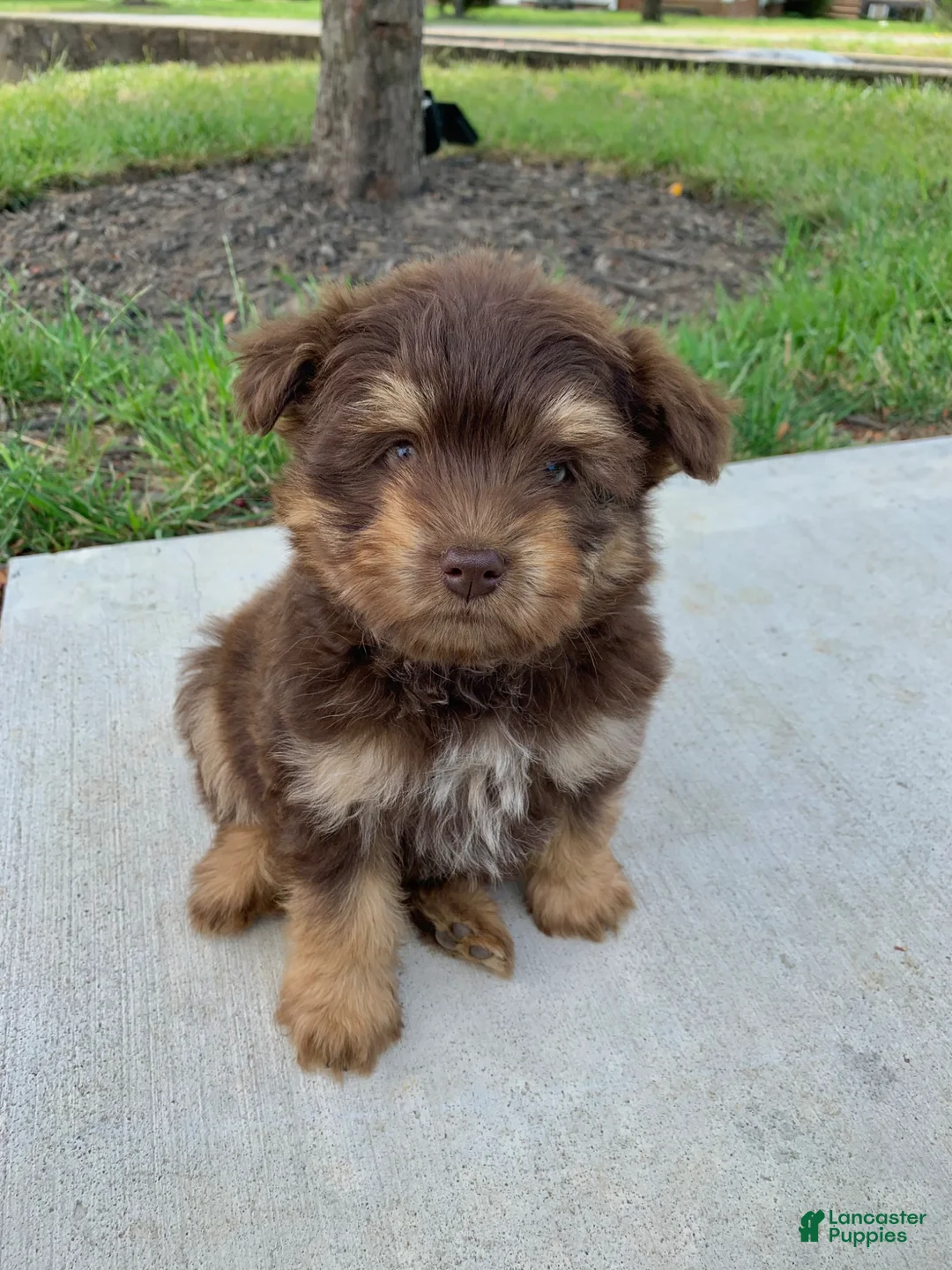 Mixed Breed dogs for sale: Mixed Breed Puppy 3 - Ad 1