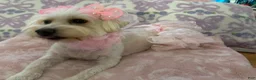 Maltipoo dogs for sale: Maltipoo Puppy 3 - Ad 2