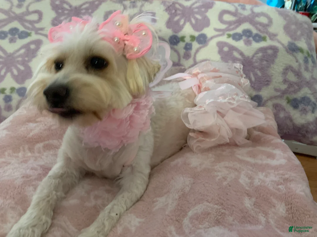 Maltipoo dogs for sale: Maltipoo Puppy 3 - Ad 2