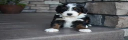 Mini Bernedoodle dogs for sale: Jewel - Ad 15