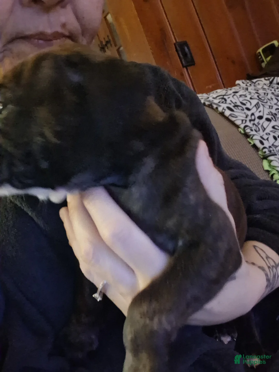 Mixed Breed dogs for sale: Mixed Breed Puppy 3 - Ad 4