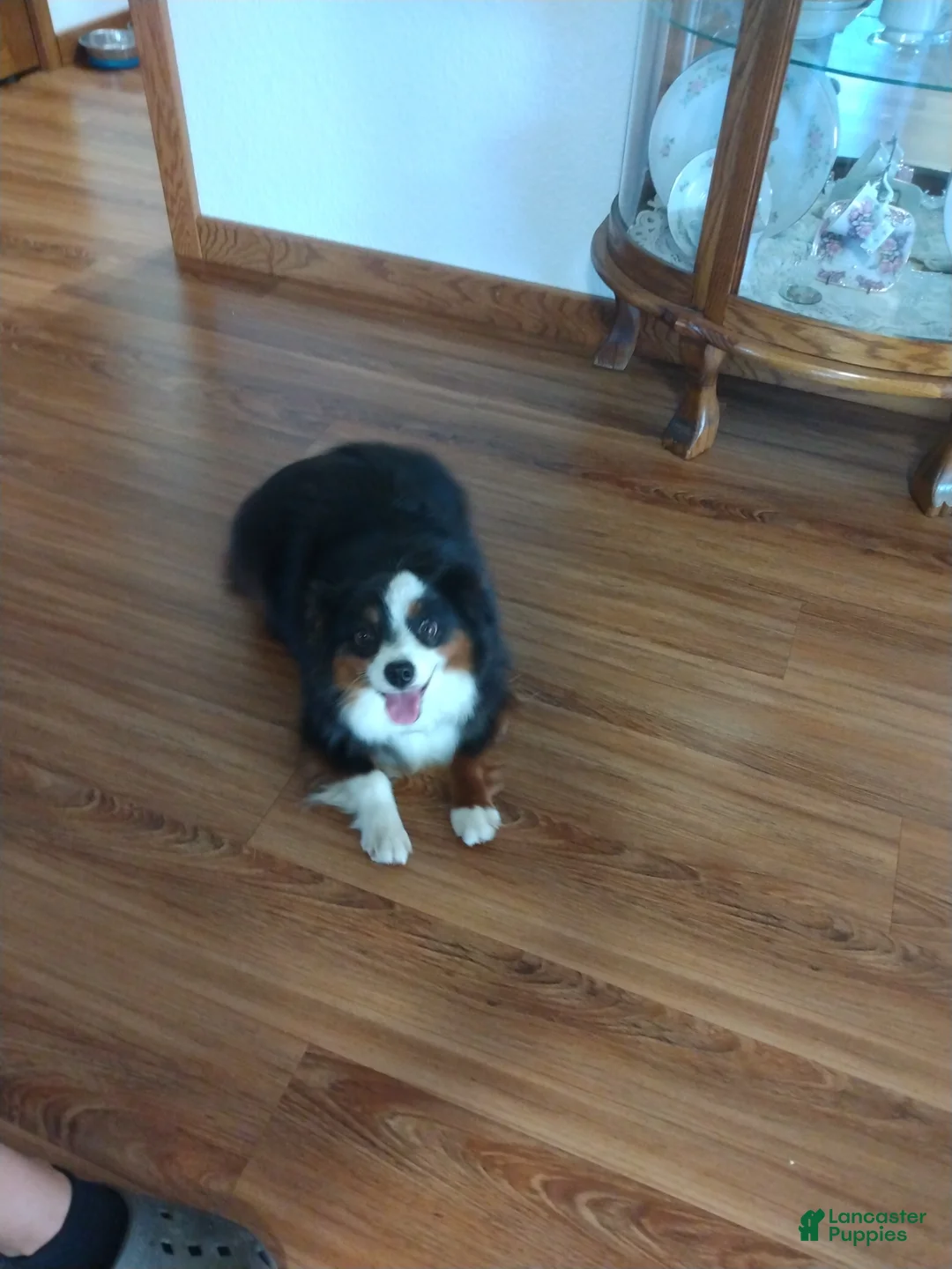 Aussiedoodle dogs for sale: Aussiedoodle Puppy 1 - Ad 5