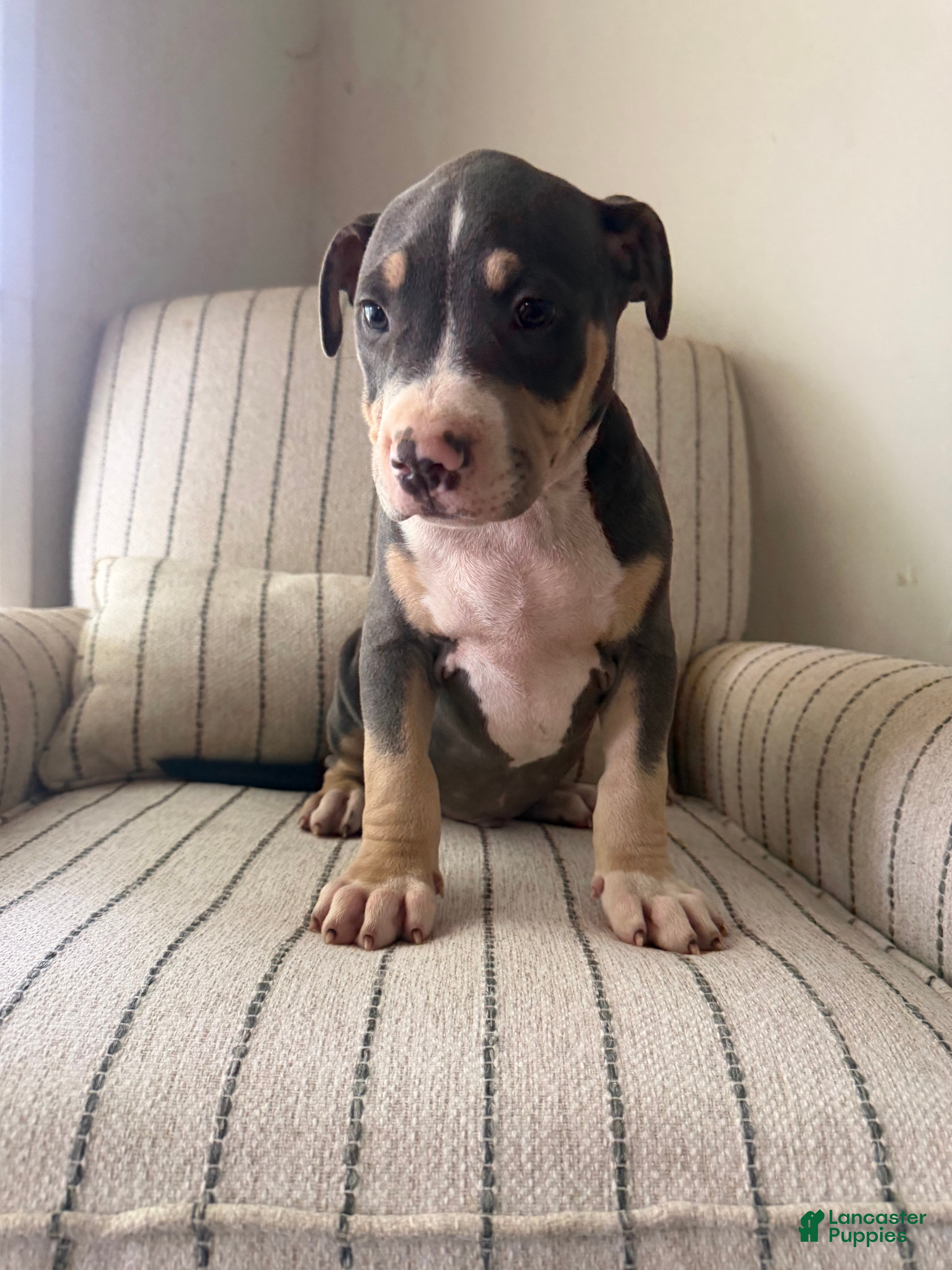 American Bully dogs Batman - Ad 1