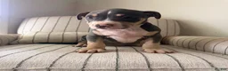 American Bully dogs for sale: Batman - Ad 1