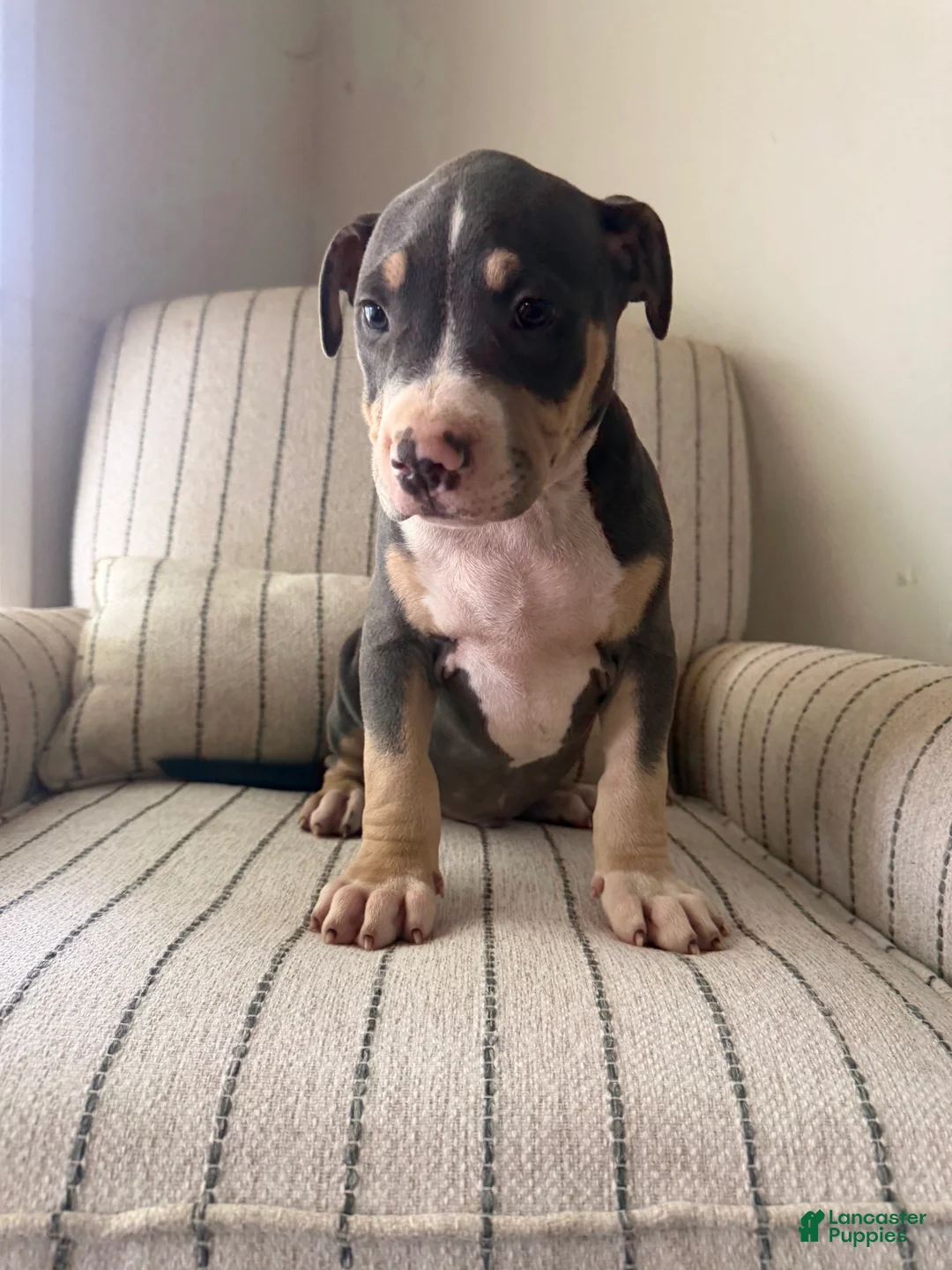 American Bully dogs for sale: Batman - Ad 1