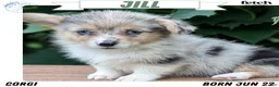 Welsh Corgi Pembroke dogs for sale: Jill - Ad 1