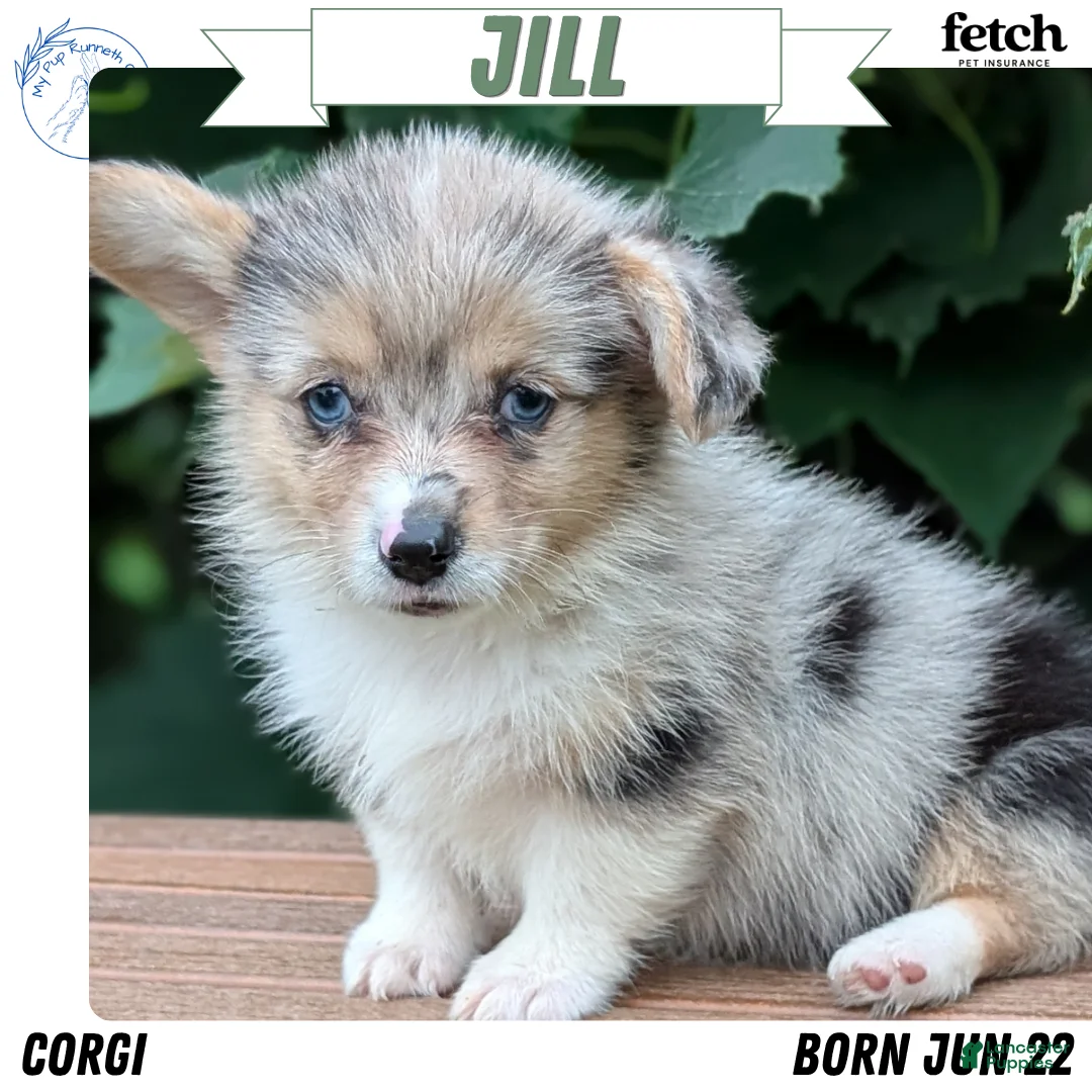 Welsh Corgi Pembroke dogs for sale: Jill - Ad 1