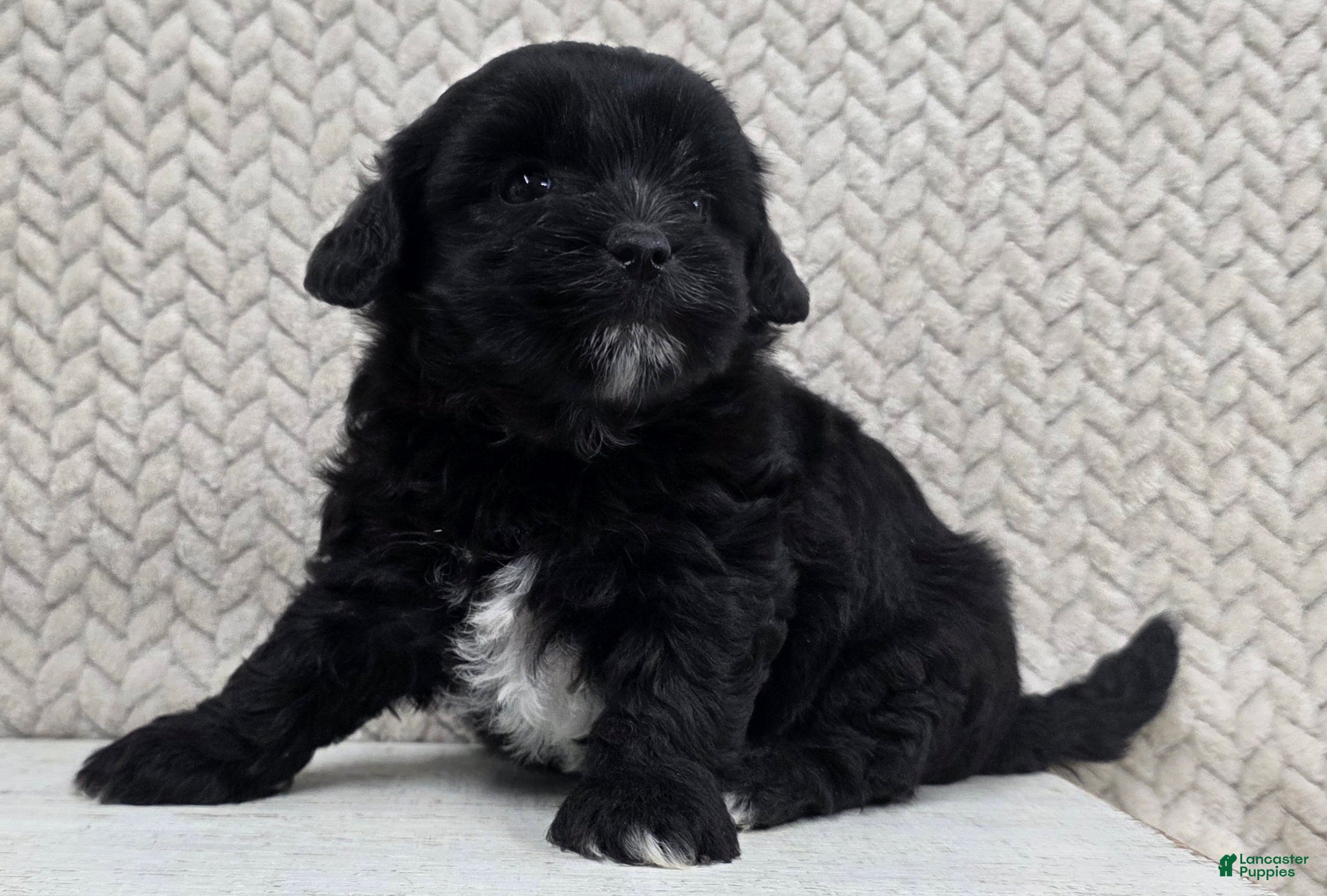 Shihpoo dogs Betsy - Ad 2