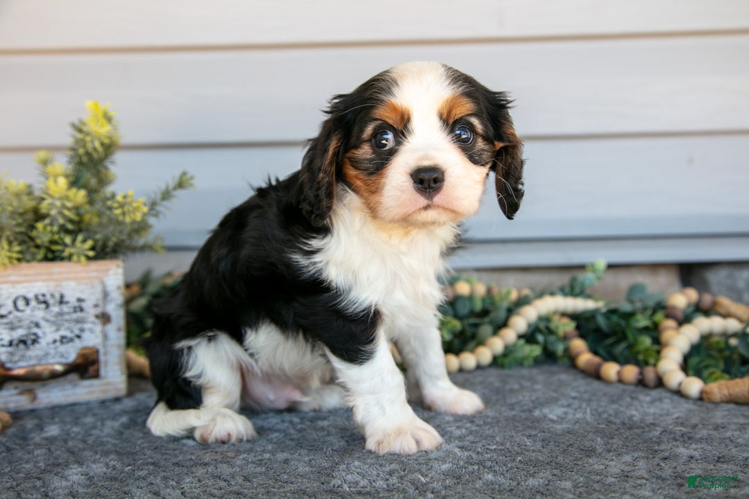 Cavalier King Charles Spaniel dogs for sale: Rocky - Ad 2