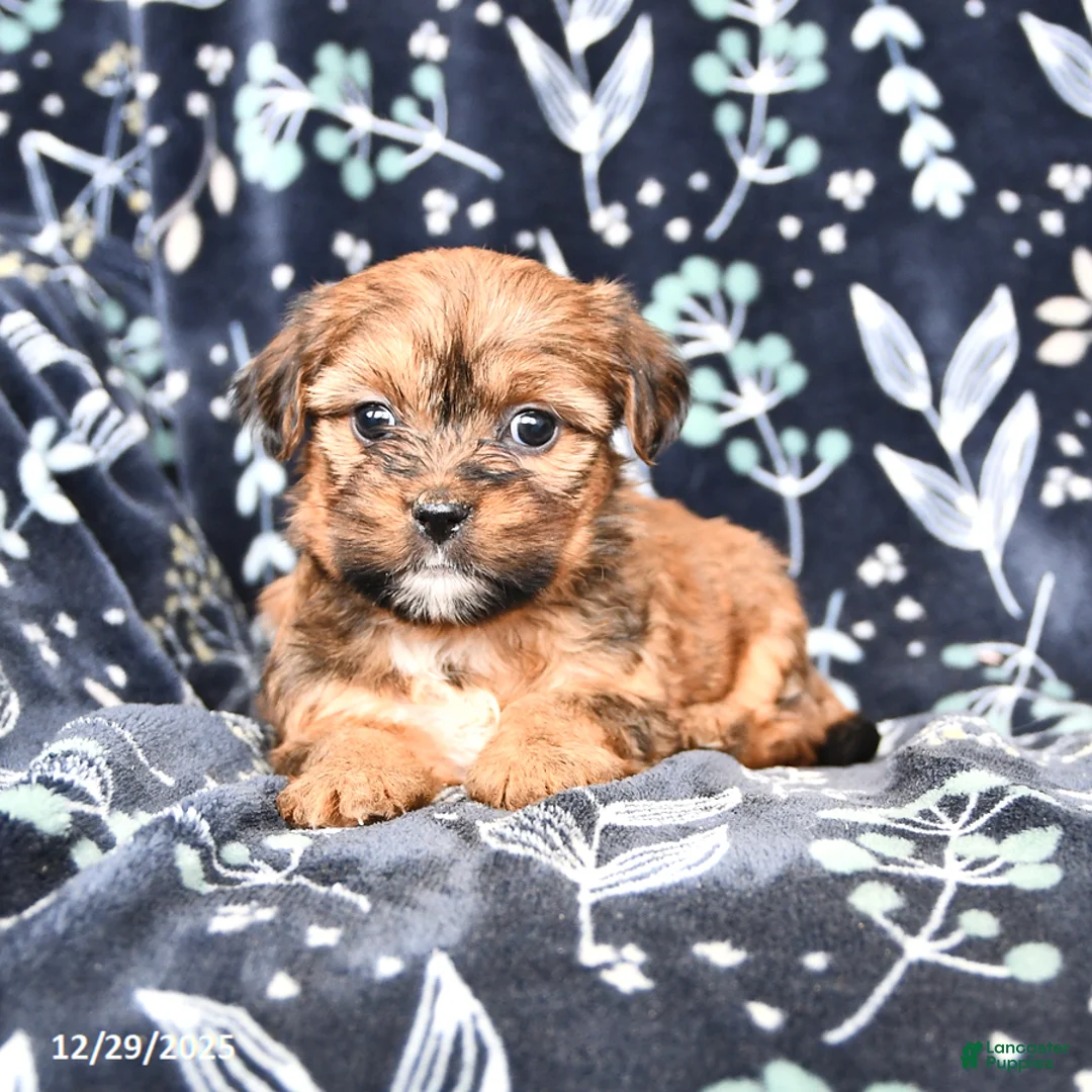 Shorkie dogs for sale: Coco  - Ad 4