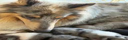 Collie dogs for sale: Most Photogenic!  BETSY ROSS  - AKC COLLIE PUPPY   - Ad 5