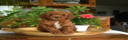 Mini Goldendoodle dogs for sale: Avery - Ad 4