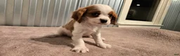 Cavalier King Charles Spaniel dogs for sale: Diego - Ad 9