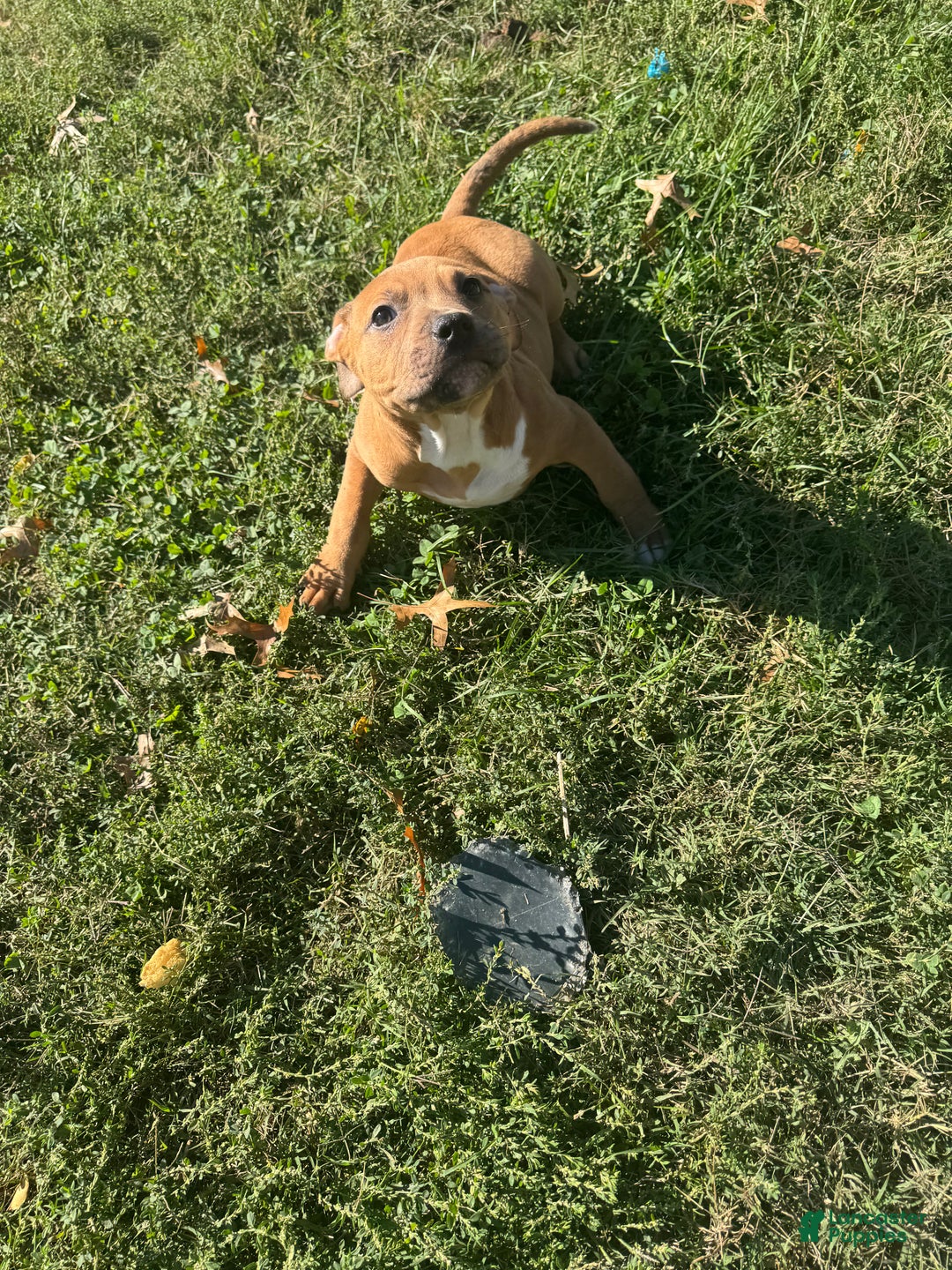 American Bully dogs for sale: Queen  - Ad 2