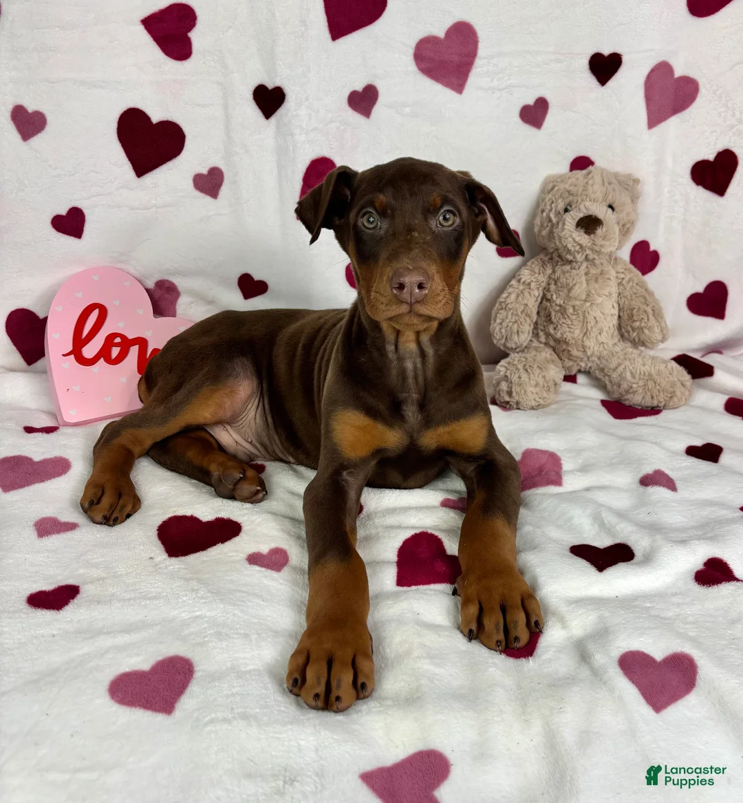 Doberman Pinscher dogs for sale: Diesel - Ad 2