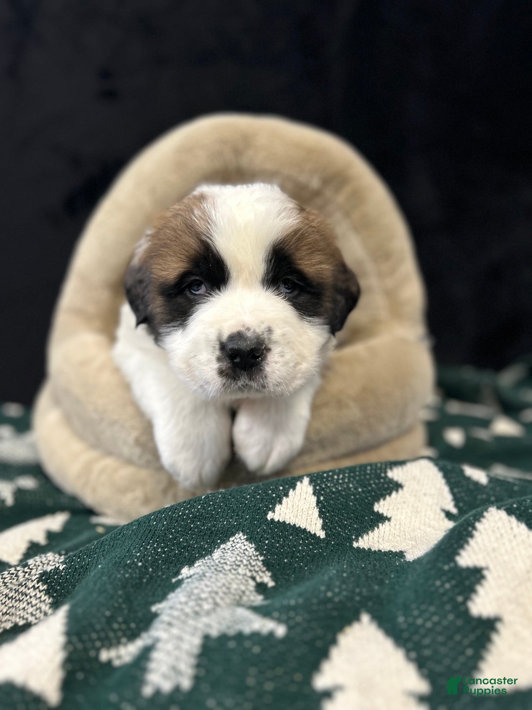Saint Bernard dogs for sale: Cade - Ad 1