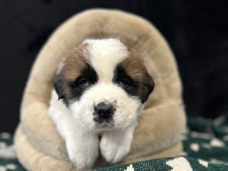 Saint Bernard dogs Cade - Ad 2