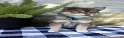 Pomsky dogs for sale: Lilly - Ad 2