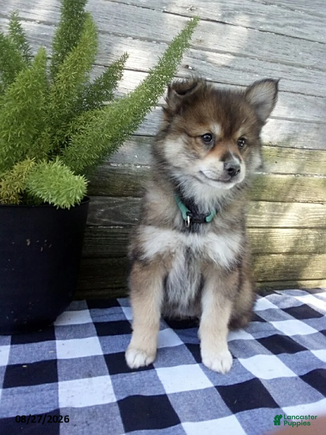Pomsky dogs for sale: Lilly - Ad 2