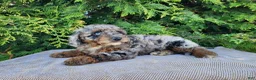 Mini Bernedoodle dogs for sale: Leasha - Ad 16