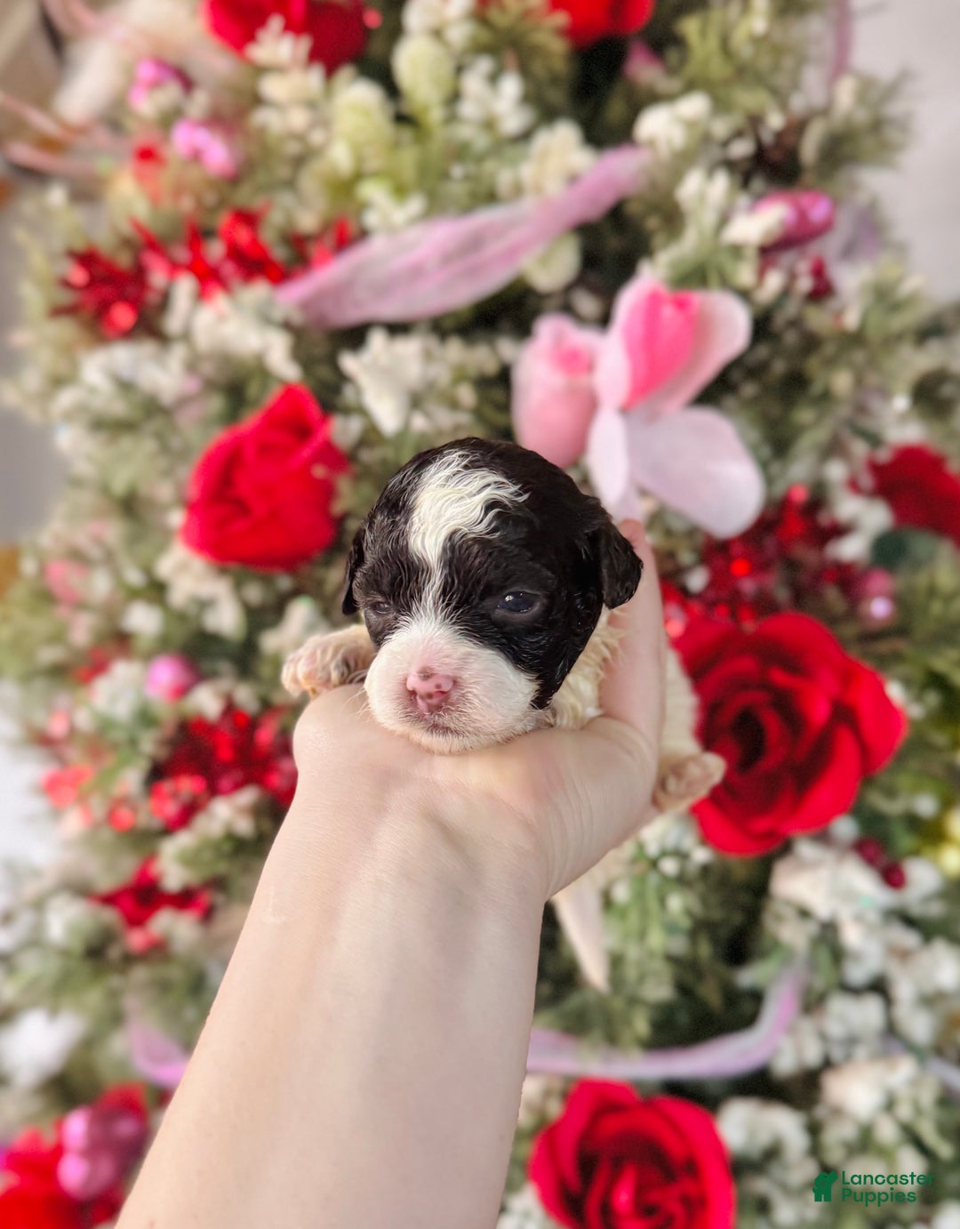 Cockapoo dogs for sale: Cockapoo Puppy 4 - Ad 1