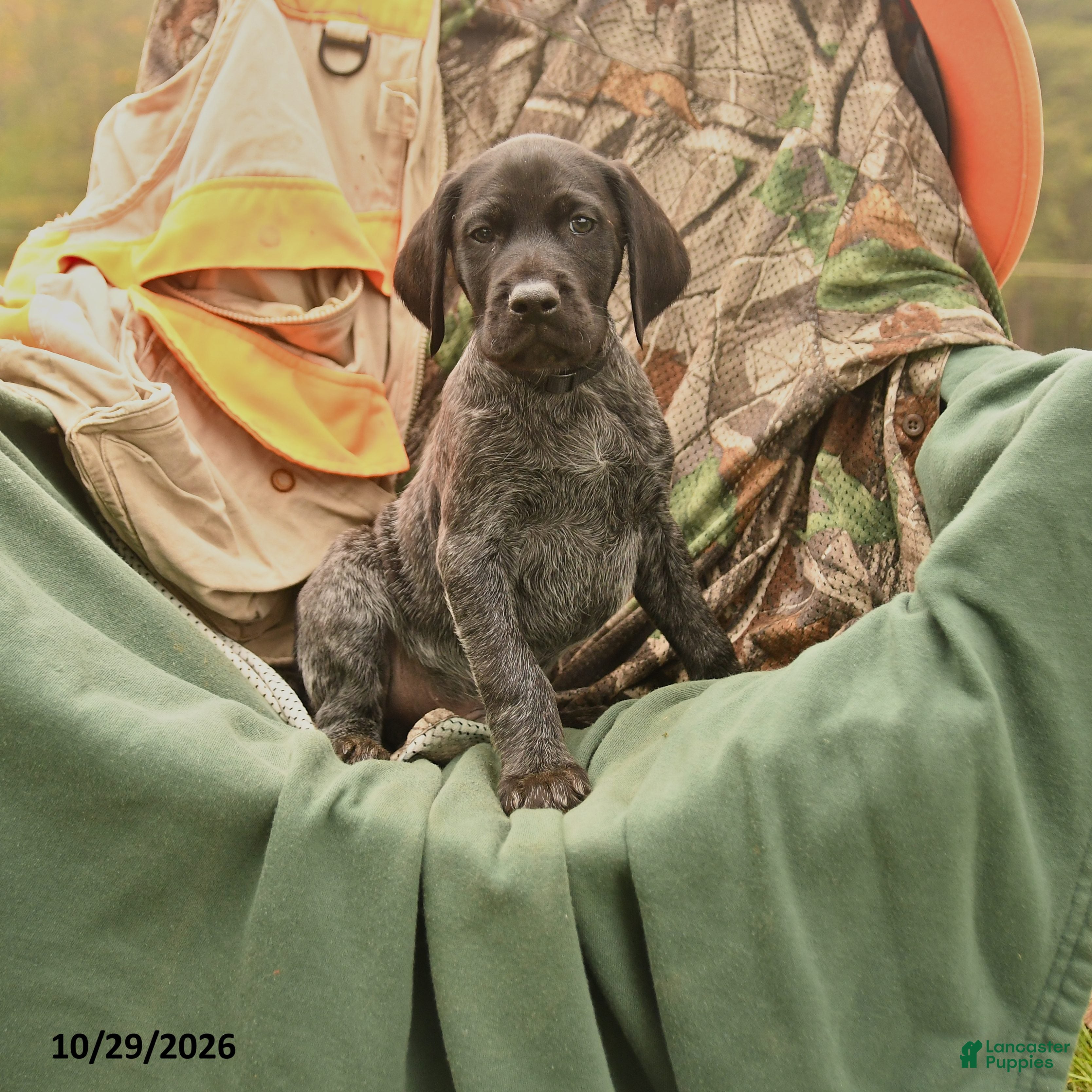 German Shorthaired Pointer dogs for sale: Samson - Ad 1