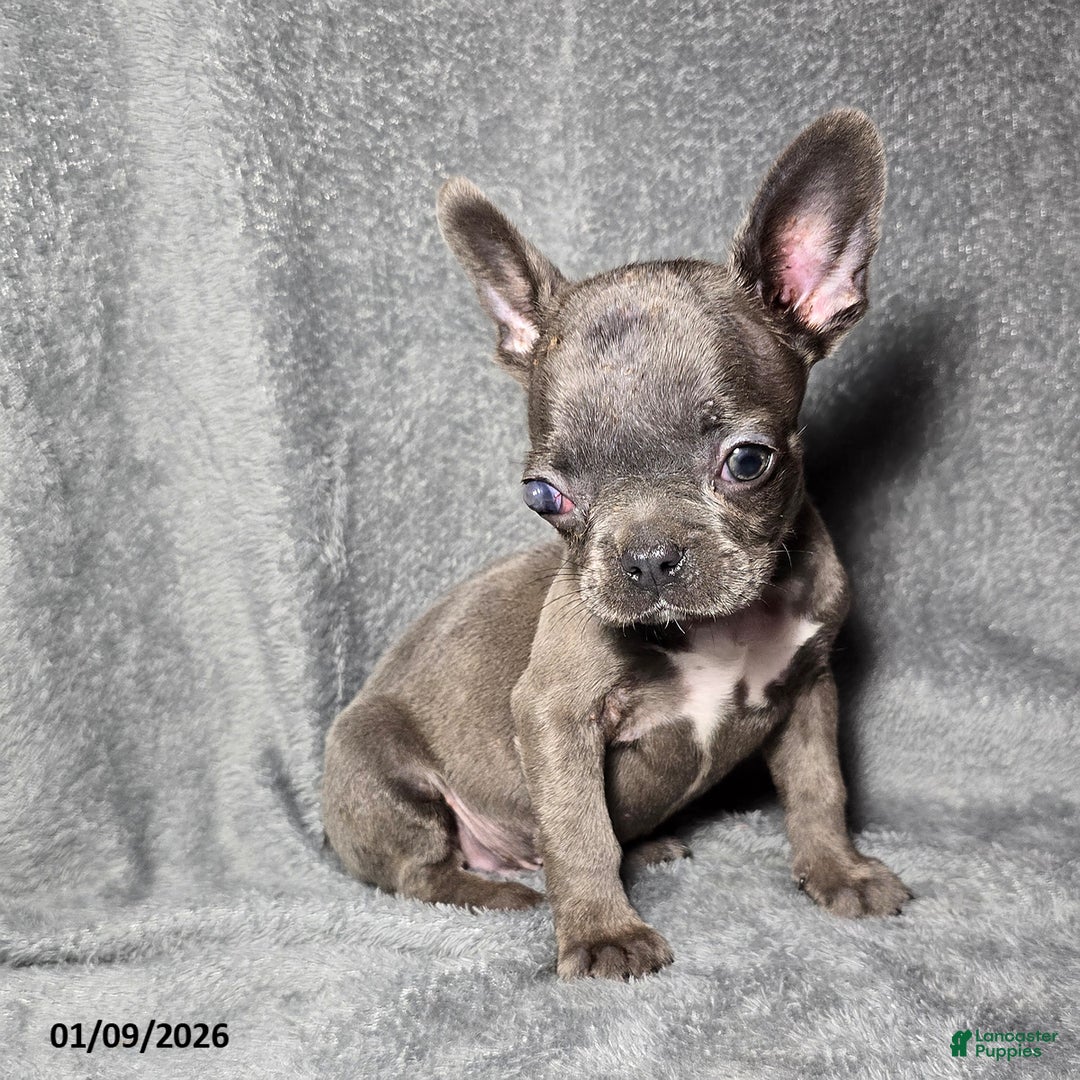 Frenchton dogs for sale: Chase Special Needs - Ad 2