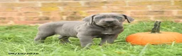 Cane Corso dogs for sale: Flora   - Ad 5