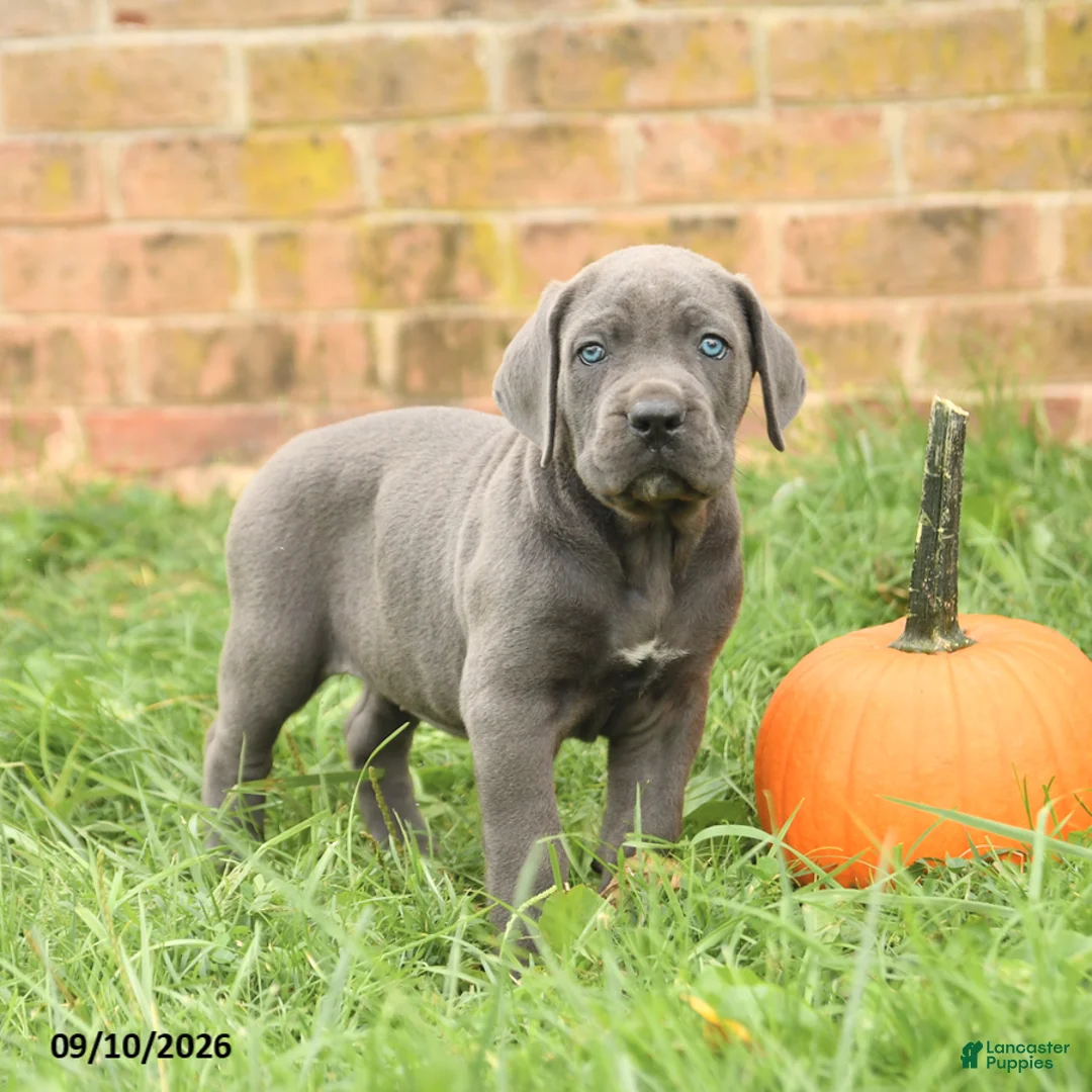 Cane Corso dogs for sale: Flora   - Ad 5