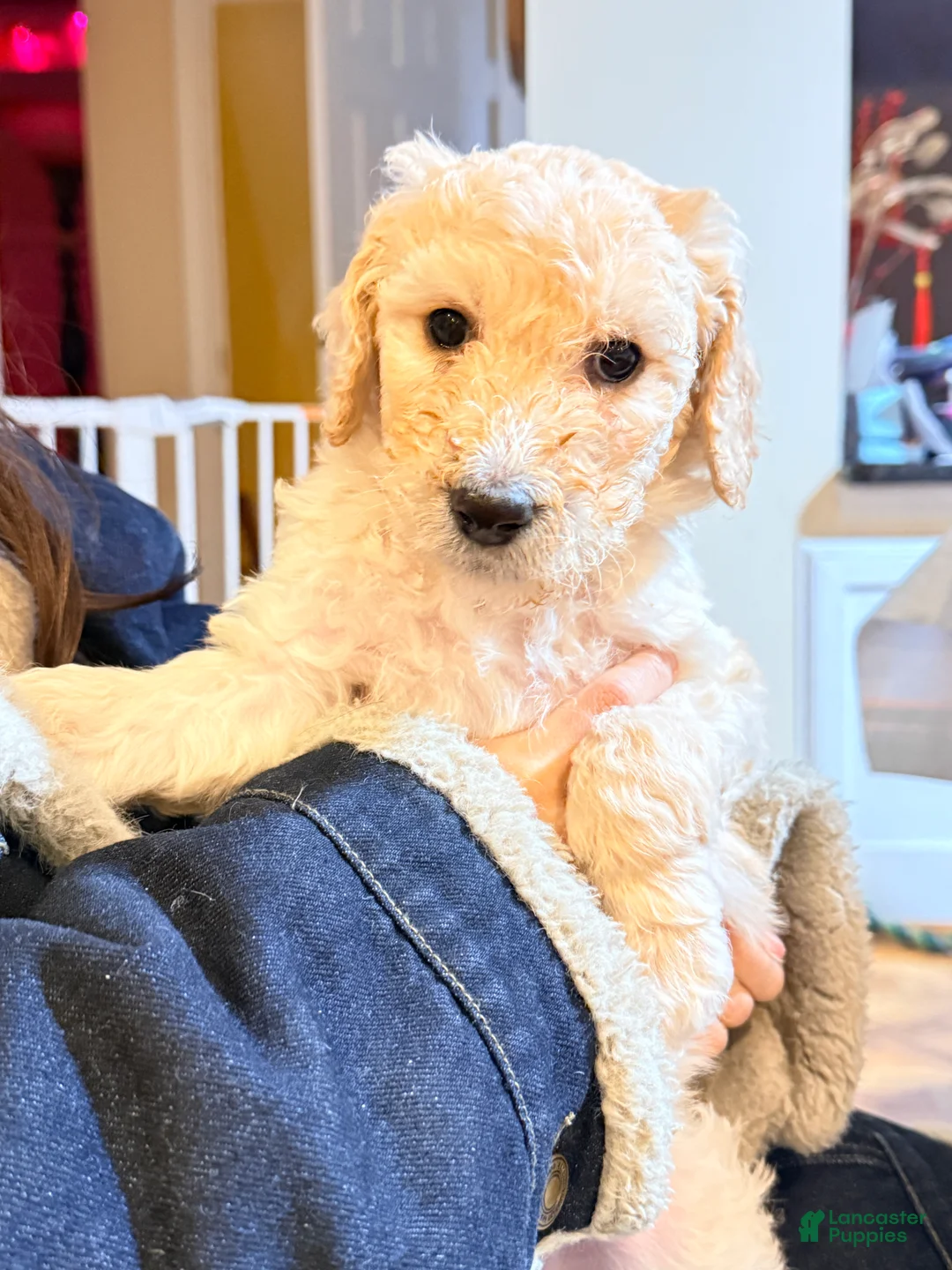 Standard Poodle dogs for sale: Standard Poodle Puppy 3 - Ad 3