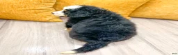 Bernese Mountain Dog dogs for sale: Colt - Ad 4