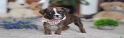 Boxer dogs for sale: Cadance - Ad 5
