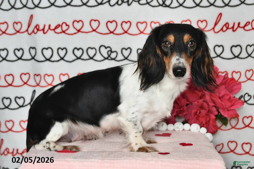 Miniature Dachshund dogs for sale: Melody - Ad 6