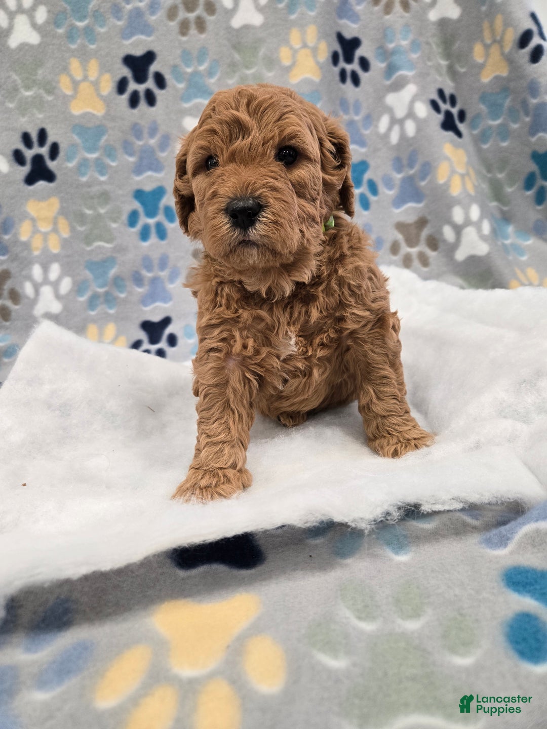 Mini Goldendoodle dogs for sale: Leo - Ad 6