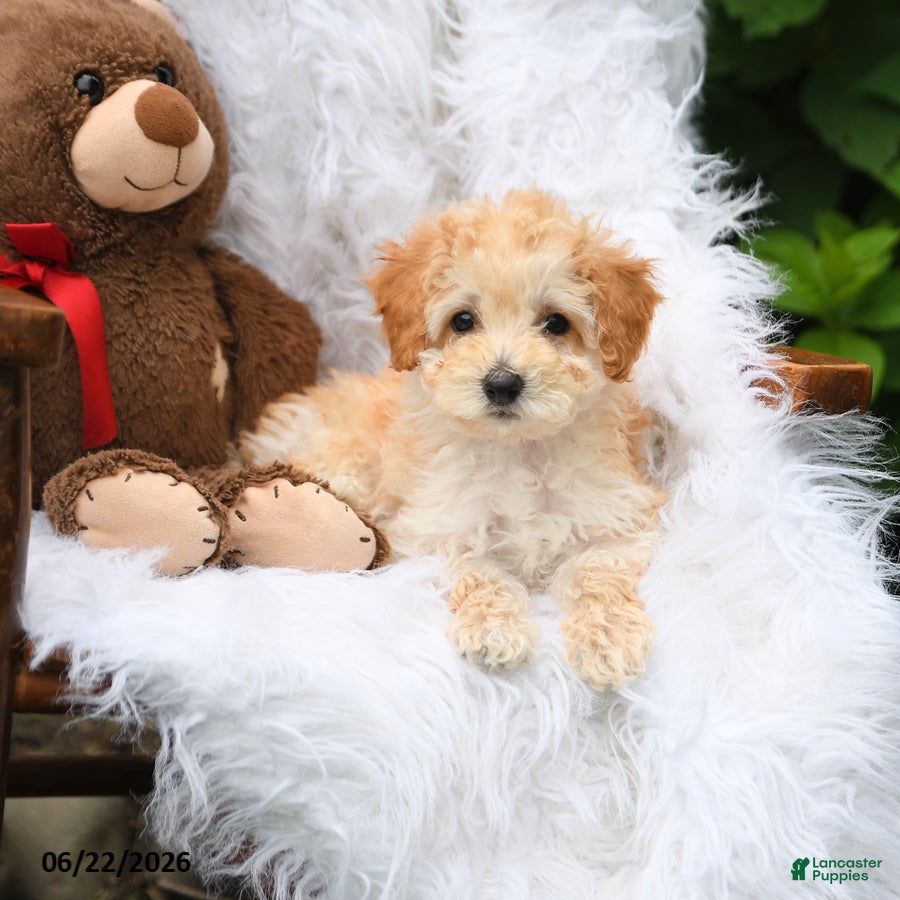 Mini Aussiedoodle dogs Buddy - Ad 2